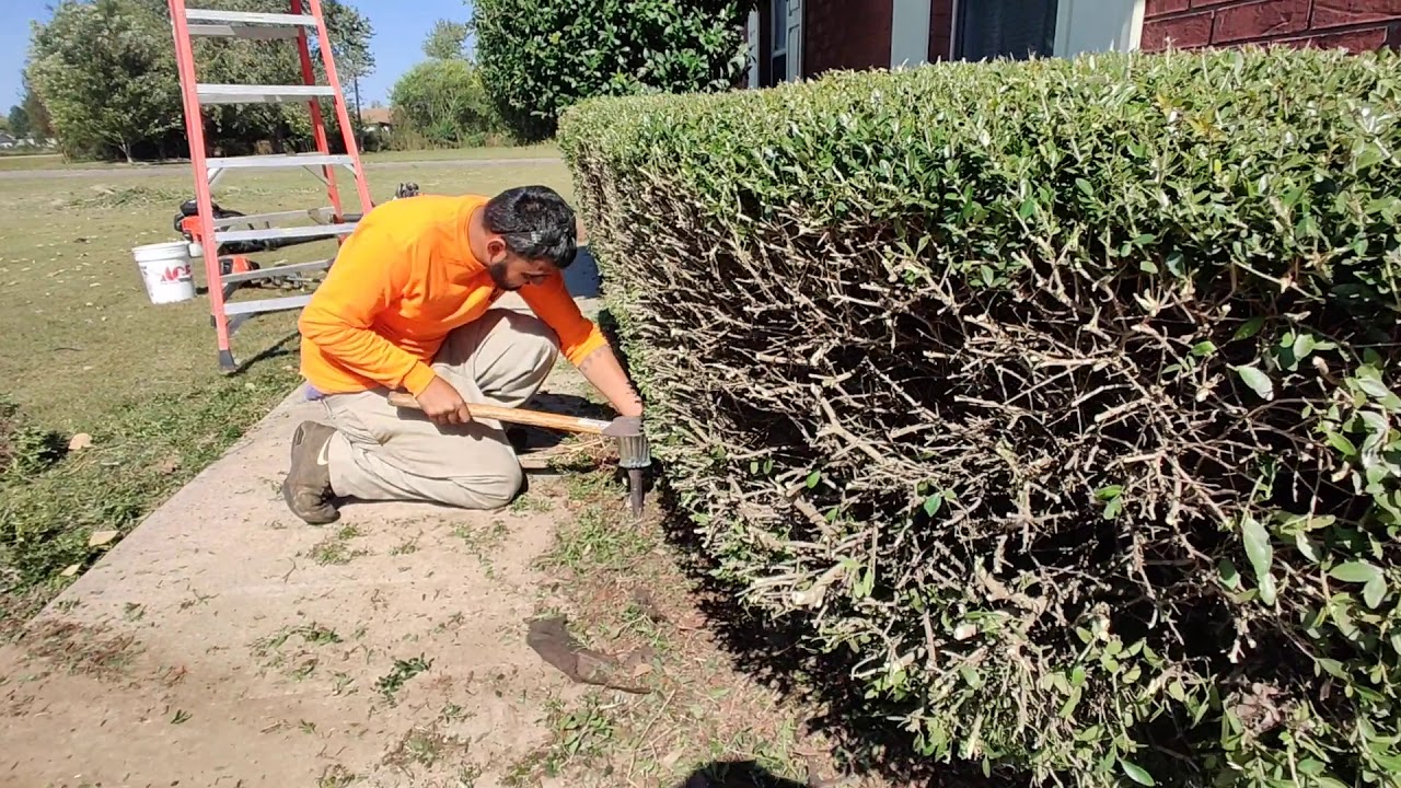 Finished Out To Cut Back Overgrown Bushes YouTube finished-out-to-cut-back-overgrown-bushes-youtube
