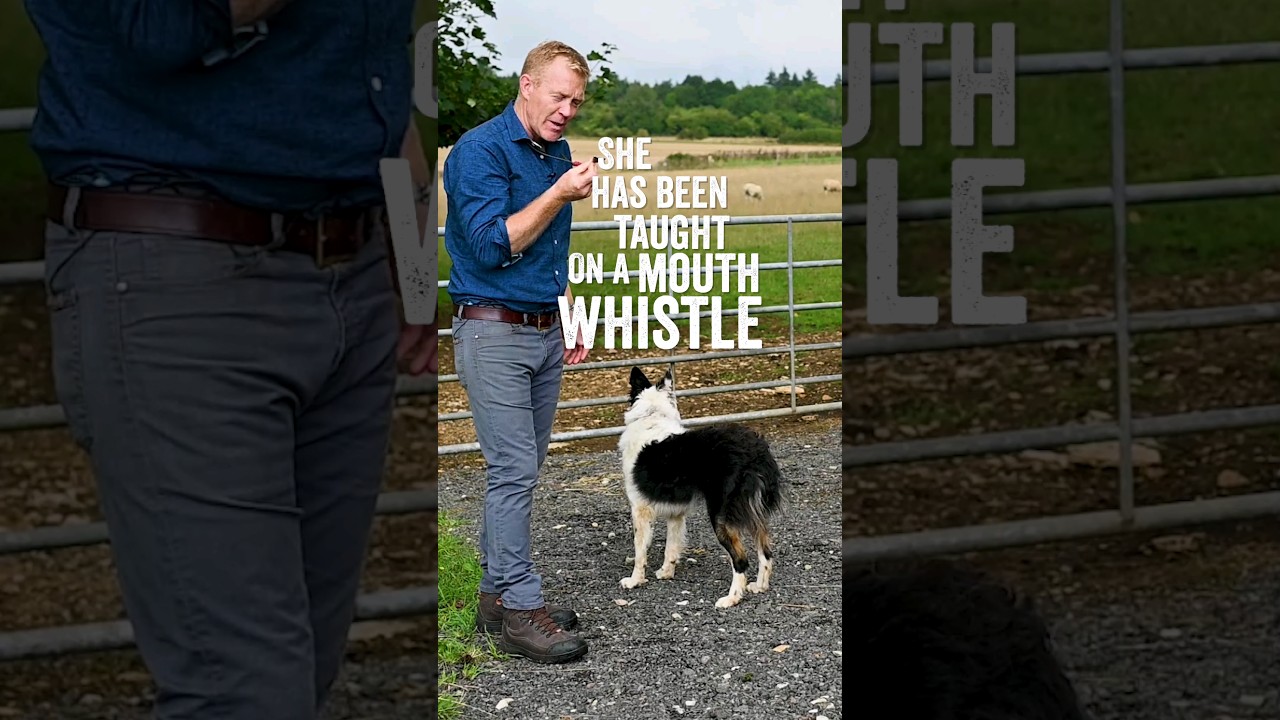 Мы узнаем друг друга... 🐶