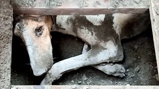 Poor Pup Gets Buried Alive Following Volcanic Eruption – Locals Have To Act Fast To Dig Him Out! by Stirred Up 3,602 views 9 months ago 2 minutes, 45 seconds