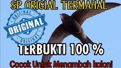 SUARA PANGGIL WALET, Mampu Menambah koloni Baru