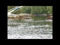 Killer Whale stuck on rocks in Klakas Inlet SE Alaska