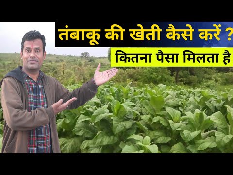 तम्बाकू की खेती कैसे करें || Tobacco Farming Madhya Pradesh My Kisan Dost