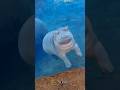 Why Can’t Hippos Swim? 🦛 #facts #ytshorts #trending