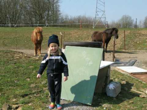 CHEVAL islandais -et L'Enfant - cole, goter des ch...