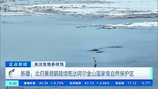 [正点财经]关注生物多样性 新疆：北归黑颈鹤陆续抵达阿尔金山国家级自然保护区| 财经风云