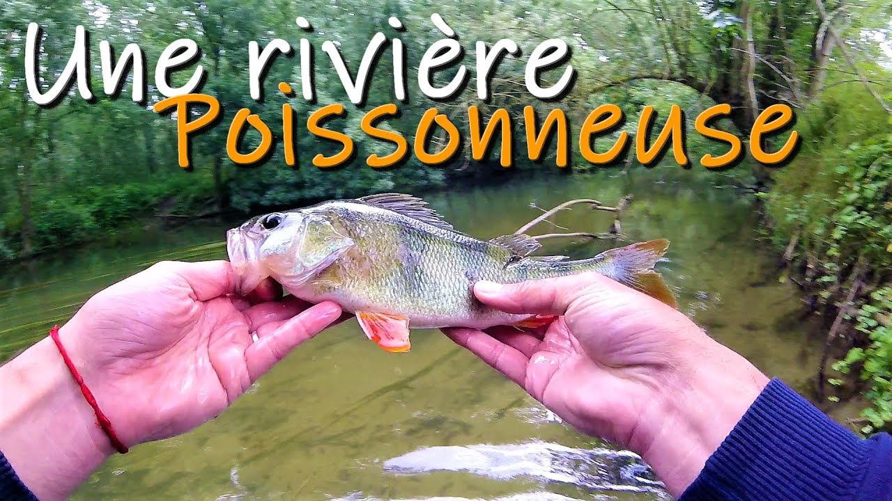 Pêche UL en rivière bien poissonneuse, ça mord ! YouTube