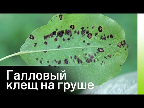 Галловый клещ на груше. Признаки заражения и методы борьбы