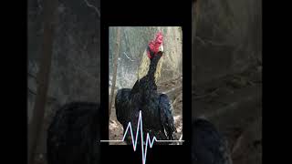 83 Chickens ideas in 2023  chicken art rooster art chickens