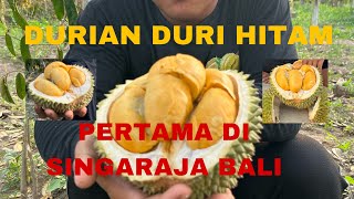 SINGARAJA BALI PANEN DURIAN DURI HITAM ATAU BLACK THORN PERTAMA DI BALI #durian #bali