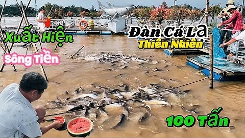 Đàn Cá Lạ Xuất Hiện Trên Sông Tiền Ở Hồng Ngự Đồng Tháp | Trên Đầu Có Dấu Chấm Trắng Trên Đàn Cá Cha