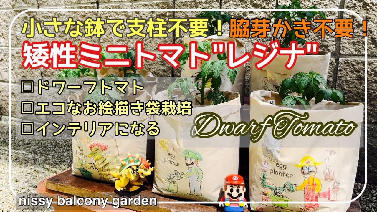 48 Planting Dwarf Mini Tomato Regina From Seeding Eco Bag Made Of Eggshells That You Can Draw On Youtube