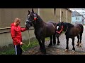 Коні Ваговози. ДУЖЕ КРУТІ КОНІ У ДЯДІ ВАНІ !!!!! BEAUTIFUL HORSES!!!