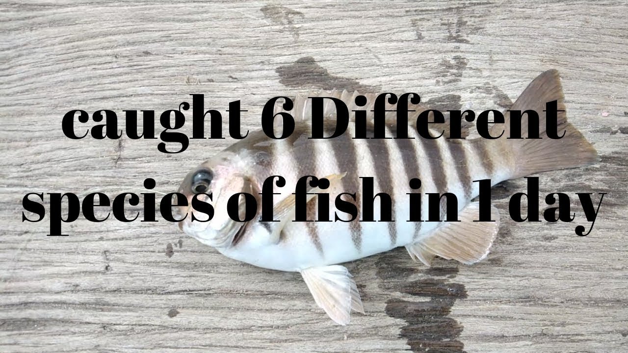 Caught 6 Different Fish in 1 day (Horseshoe Bay, Port Elliot, SA) YouTube