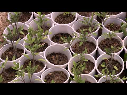 Video: Կոֆեինի օգտագործումը այգիներում. կոֆեին միջատներին վանող և պարարտանյութ