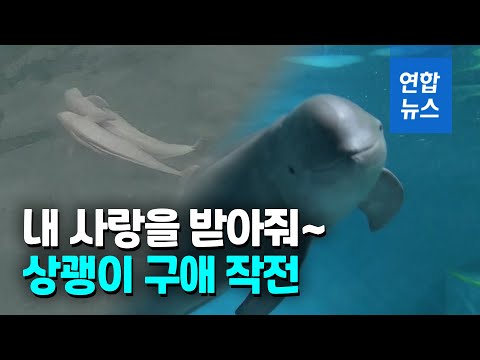 에워싸고 몸 비비고…멸종위기종 상괭이 구애 모습 포착 / 연합뉴스 (Yonhapnews)