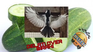 Cara mengatasi GELATIK OVER BIRAHI