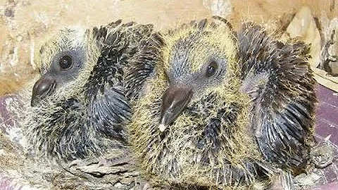Как и в каком возрасте кольцевать голубят