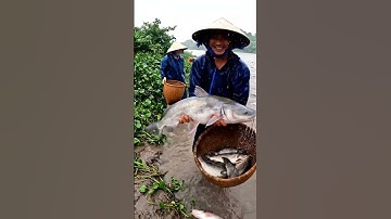 Tập 61: Bắt Cá Lên Bờ Mùa Mưa #calenbomuamua #calocvuotnuoc #sanbaccamientay #thiennhienmienque