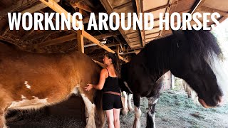 How I SAFELY WORK around LARGE HORSES on the Homestead