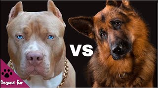 Pitbull vs German ShepherdResult May Be Unexpected