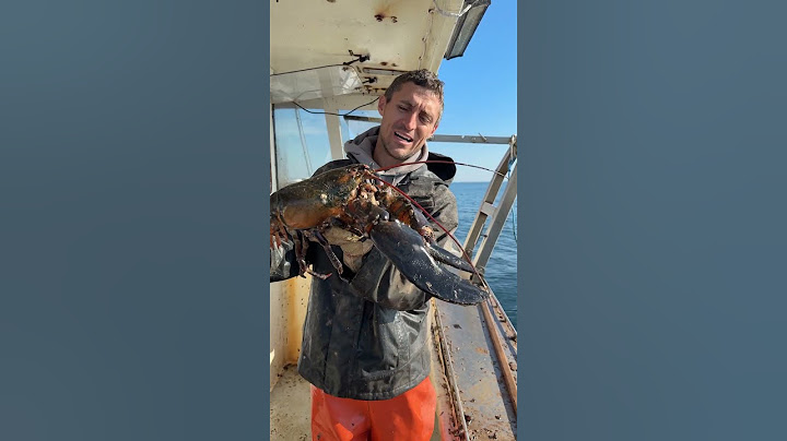 Giant Lobster with Giant Barnacle!