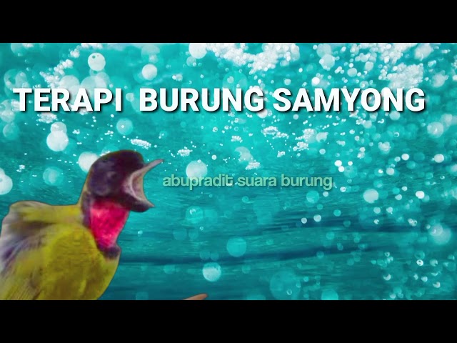 MASTERAN Terapi burung samyong MACET BUNYI class=