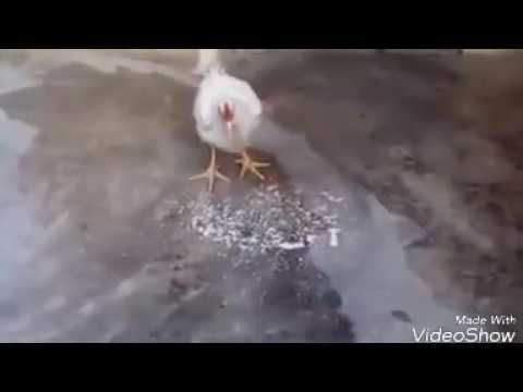 سبحان الله يضع سره في اضعف خلقه