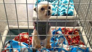 Big donation leads to Champaign animal shelter