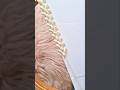 simple easy border #shorts #video #viral #trending #ytshorts
