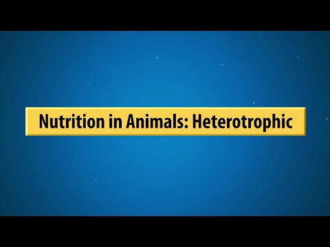 Nutrition in Animals: