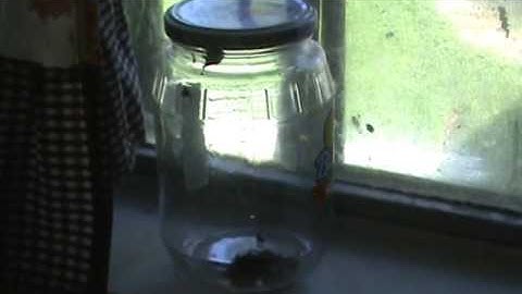fly in a jar