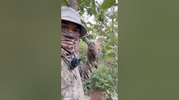 Bẫy chim đa đa  6/12 kèo 2 #baychimdada#sanbat#tiengchimdada