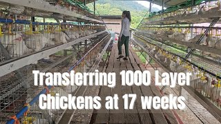 We Are FINALLY Transferring the New Chickens to their New Home