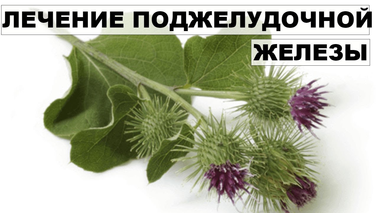 ЛЕЧЕНИЕ ПОДЖЕЛУДОЧНОЙ ЖЕЛЕЗЫ народными средствами.Лопух при лечении панкреатита.