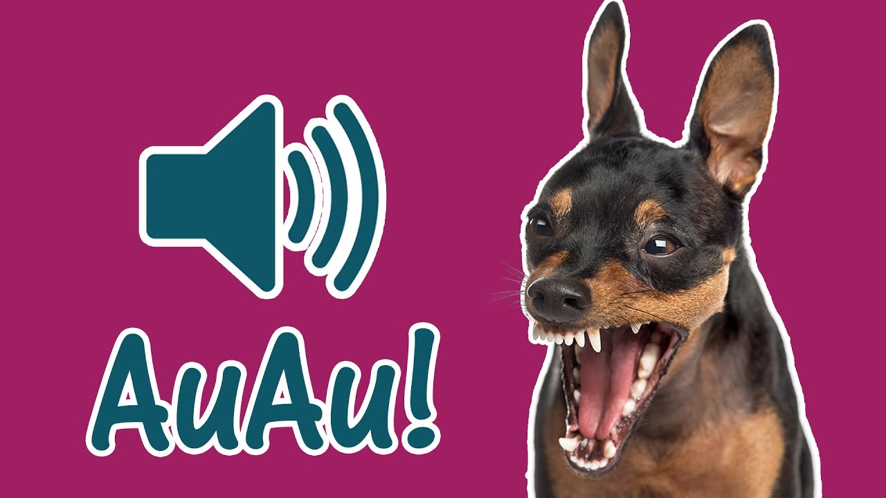 🐕 Pinscher Latindo Alto e Bravo 🐕 Som do Latido de Cachorro Pincher