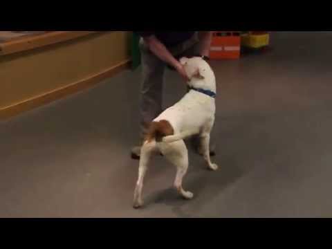 Romeo-Available at the Humane Society of Missouri