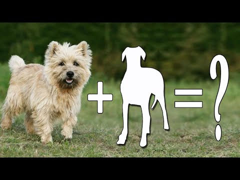 Videó: A Cairn Terrier és a selymes terrier egyaránt sok?