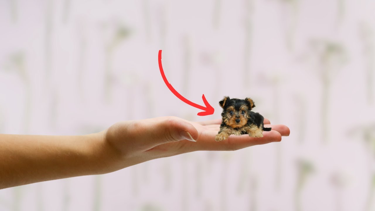 Discover The 12 Tiniest & Most Adorable Dogs On The Planet! | Glimmer Flix