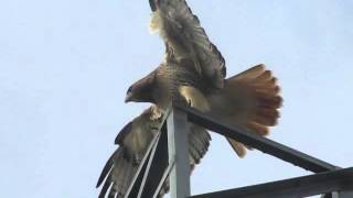 Hawk Flapping its wings