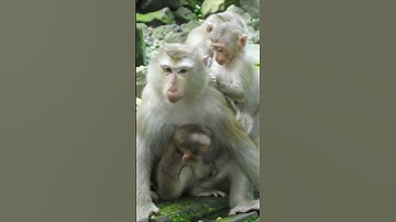 O.M.G !! S-adness Action #newbornmonkey #monkey #short #reelsfypシ #reels2023 #reelsvideo #highlights