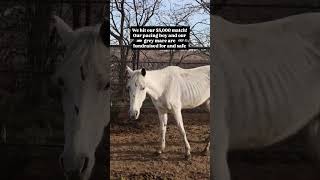 Thank you!!! #rescueme #horse #savetheanimals#horserescue