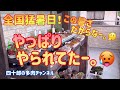 【多肉植物】🥵やっぱりやられてたー。🌡 応急処置で助かるかな?🤔