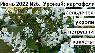 Июнь 2022 серия №6. Урожай в июне и уход за растениями.