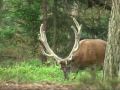Evening visitors, wildlife Veluwe