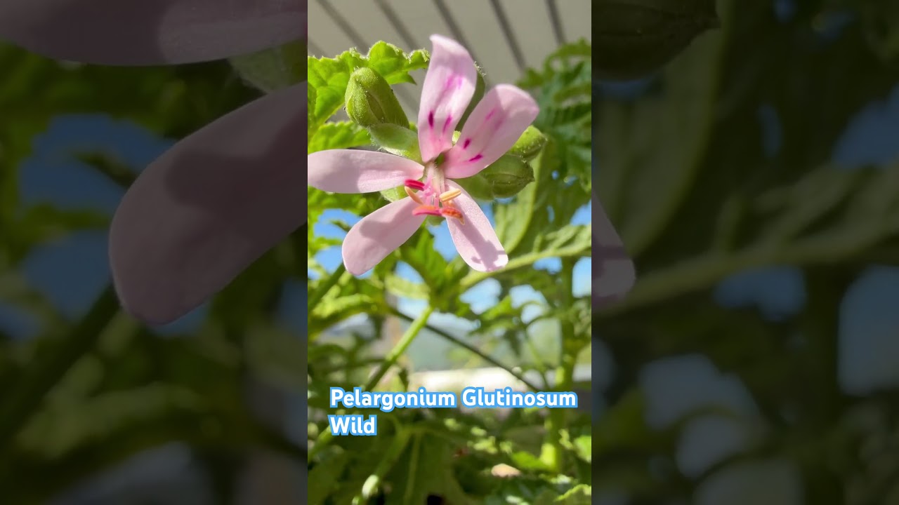 24. august 2025 Pelargonium glutinosum 