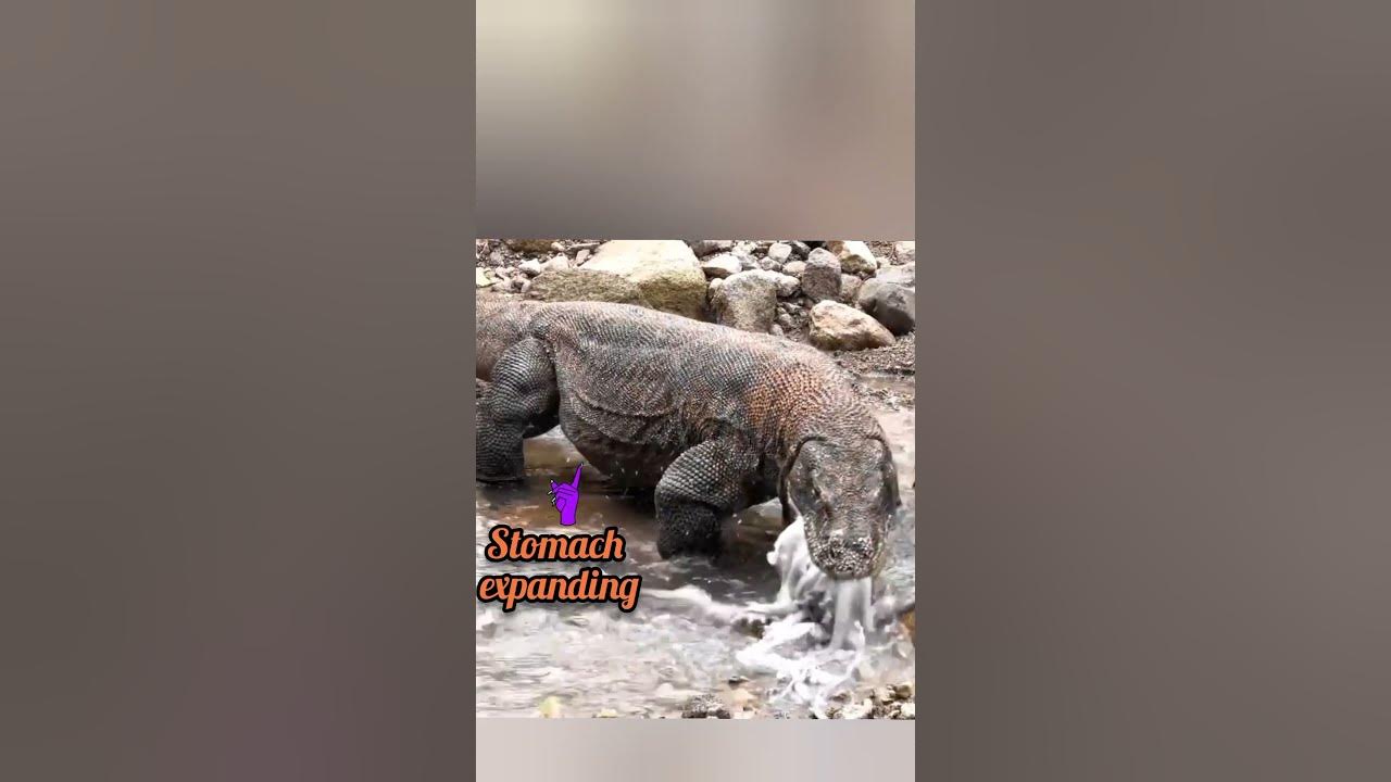 Komodo dragon hunting: it digestive system explained! 🐉 - YouTube