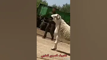 Moroccan Sardi Breed الخروف الصردي المغربي الملكي 2024 