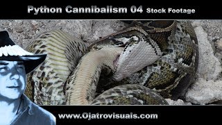 Python Cannibalism 04 Stock Footage