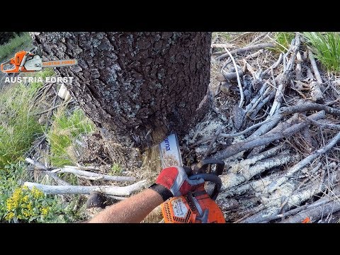 Holzfällen im Steilhang
