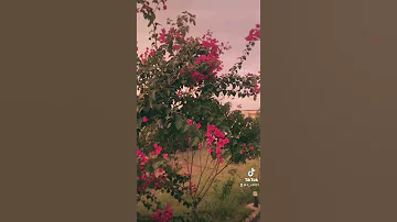 شيلة على الله ما على الغير اتكلنا 